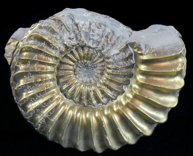 Pyritized Pleuroceras Ammonite - Germany #60270